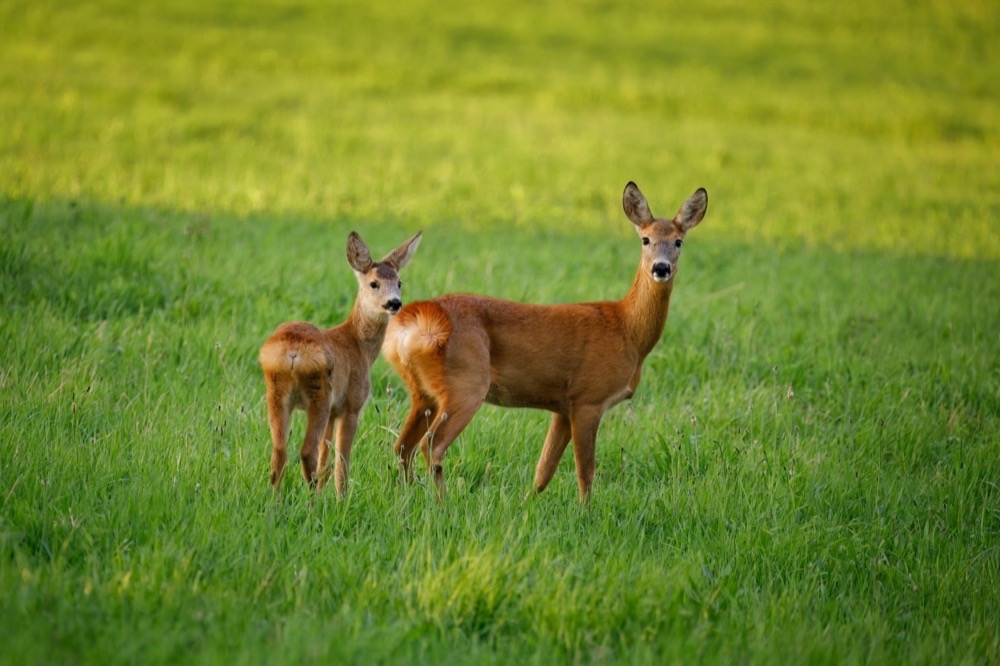 Chevreuil et faon dans une prairie, symbole de la faune protégée