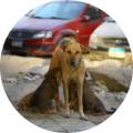 Auteur