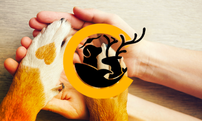 Interdisons la corrida : Pour une société plus humaine et respectueuse des animaux