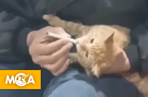Noli, le chat forcé de fumer : de la cruauté virale au sauvetage en pleine guerre au Liban