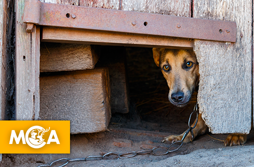 Massacré pour un meuble : l'insoutenable meurtre d'un chien innocent à Albi