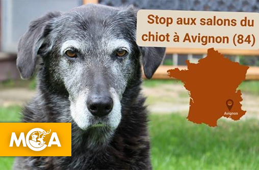 Victoire historique à Avignon : la fin des salons du chiot est officiellement actée !