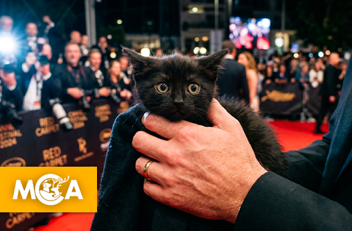 Nono La Grinta aux Flammes 2026 : la pétition d'ARGOS 42 rappelle qu'un chaton n'est pas un accessoire de buzz !