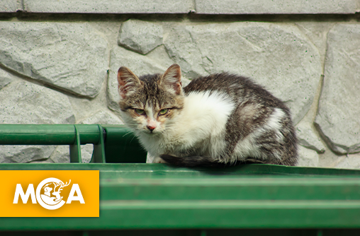 Un chat jeté vivant dans un conteneur sauvé in extremis à Tours