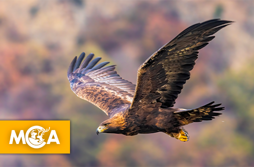 Un aigle royal observé pour la première fois dans les Hauts-de-France