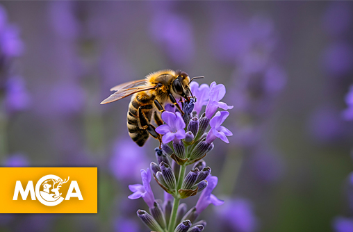 Vous êtes vous déjà demandé où passent les bourdons, les abeilles et les guêpes quand l’hiver arrive ?