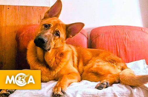 Une première bonne nouvelle pour Aslan : le chien menacé d’euthanasie va être transféré dans un refuge