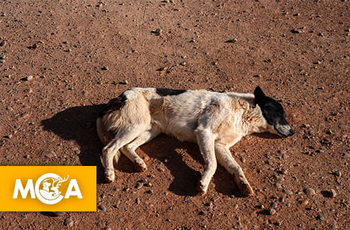 Coupe du Monde 2030 : Une pétition contre le massacre des chiens errants au Maroc