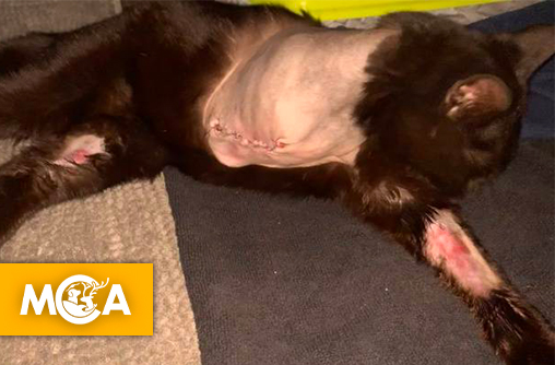 Justice pour Mimoune : une jeune chatte amputée après deux jours dans un piège à mâchoire