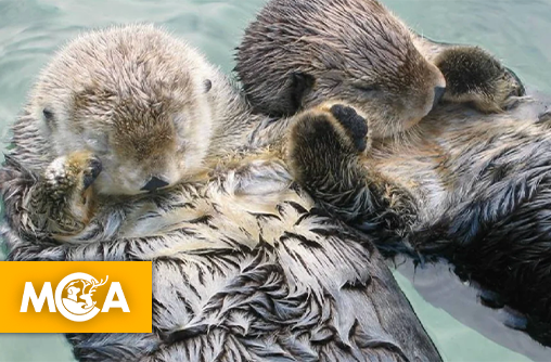 Le saviez-vous ? Les loutres de mer se tiennent la patte pour ne pas se perdre !