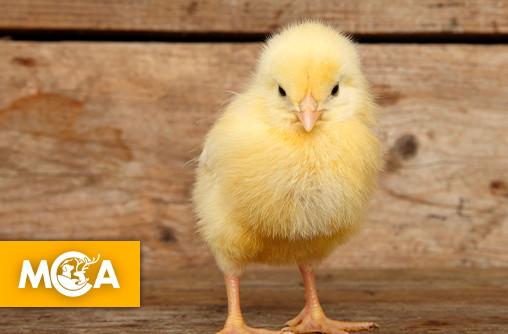 L'Italie met fin au broyage des poussins mâles : un tournant éthique d'ici la fin 2026