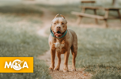 Une mobilisation héroïque pour sauver un American Bully sur les rails