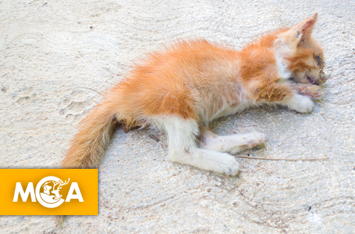 Horreur à Landrienne : huit animaux sauvagement abattus et une communauté sous le choc