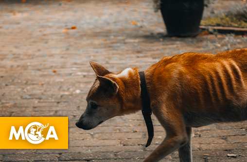 Actu animale