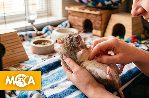 Le secret surprenant des rats : ils adorent qu'on les chatouille !