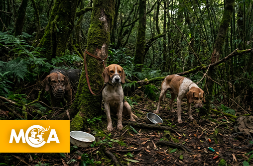L'horreur en forêt à La Réunion : des chiens de chasse retrouvés affamés et le museau ficelé au fil de fer