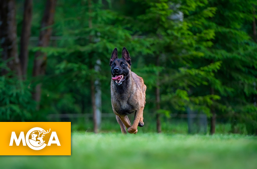 Une pétition lancée à Reims après la relaxe d'un homme dont la chienne a été traînée derrière une voiture