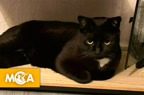 Une pétition lancée en Haute-Saône pour Blacky, un chat visé par des tirs puis mystérieusement disparu