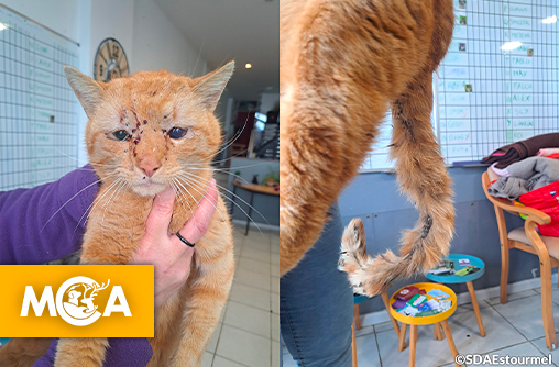 Justice pour Monty : une mobilisation citoyenne après le supplice insoutenable d'un chat dans le Nord