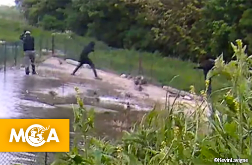 Cruauté animale à Saint-Folquin : une pétition réclame justice après le massacre d'une quinzaine de canards