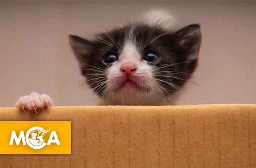 L'horreur à Besançon : une pétition réclame une peine exemplaire pour l'adolescent ayant torturé des chatons