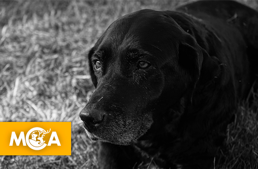 Il étrangle son chien dans une clinique vétérinaire pour éviter de payer l’euthanasie