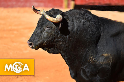 Corrida : Une nouvelle mobilisation réclame son abolition et interpelle les élus