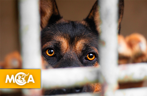 Deux chiens retrouvés morts dans leurs cages : l’indignation grandit !