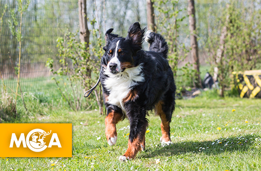 Horreur absolue dans l'arrière-pays niçois : un chien lâchement égorgé chez lui !