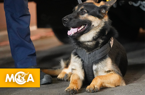 Canicule : une pétition réclame la suspension urgente des chiens cynophiles cet été.