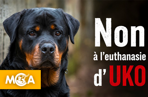 L'affaire Uko : L'euthanasie d'un chien peut-elle réparer l'irresponsabilité humaine ?