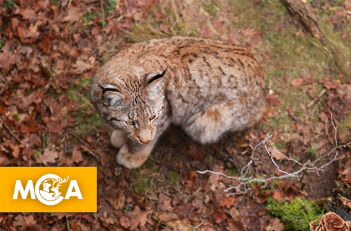 Une lueur d’espoir dans les Vosges : La jeune lynx Maguy a retrouvé sa liberté !