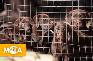 La victoire deux en un de la semaine : deux salons du chiot jettent l’éponge !