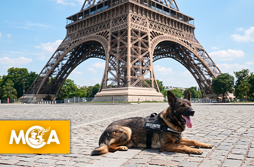 Un chien de sécurité à l’agonie victime de négligence, la mobilisation s'organise…