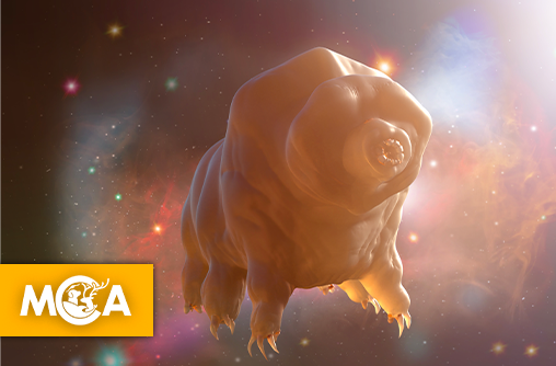 Les tardigrades : ces créatures indestructibles qui survivront à l'apocalypse