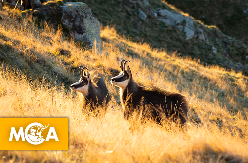 L’État autorise désormais la chasse des chamois en battue