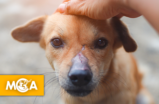 Scandale et cruauté : jetée comme un vulgaire déchet avec 10 chiots, cette chienne donne une immense leçon d'humanité !