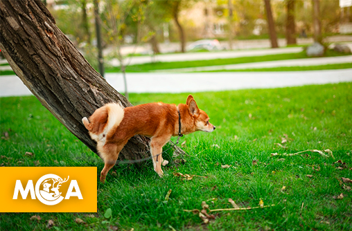 Pourquoi les chiens et les chats grattent-ils le sol après avoir uriné ?