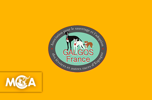 Galgos France : L'association qui tend la main aux martyrs d'Espagne