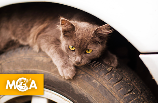 Coincé sous le capot d’une voiture sur 20 km, le chat évadé finit par se faire adopter par son sauveur !