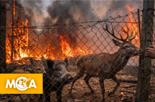 Piégés par les flammes : Pourquoi il faut d'urgence ouvrir les grillages qui encerclent nos forêts