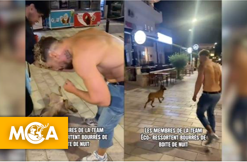 Chien frappé par un influenceur : l'impunité sur les réseaux sociaux doit cesser !