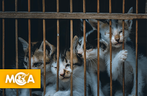 Scandale à Éghezée : 80 animaux maltraités saisis chez une récidiviste dans une indifférence judiciaire révoltante