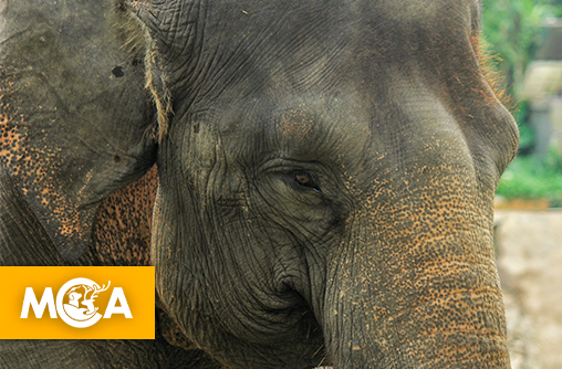Tragédie au Kenya : 15 éléphants victimes de pesticides toxiques