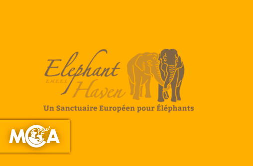Elephant Haven, la promesse d'une retraite digne pour les éléphants rescapés