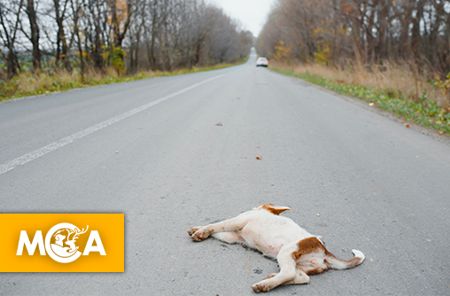 Justice pour le chien traîné derrière une voiture dans le Morbihan : plus de 27 000 citoyens réclament une peine exemplaire