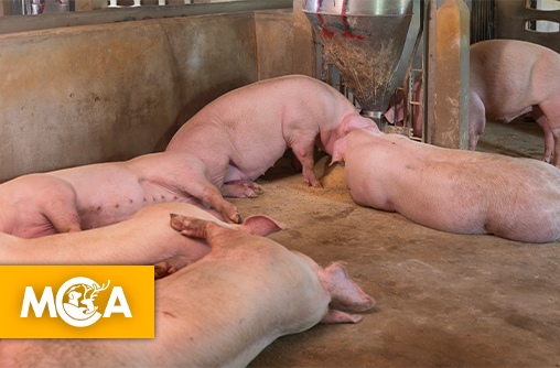 Plus de 300 cochons retrouvés morts en Bretagne : L214 dénonce un abandon d'une ampleur inédite