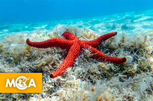 Découvrez les secrets de l'étoile de mer, vous ne les regarderez plus jamais de la même façon !