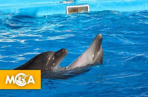 Beauval abandonne son projet de delphinarium : une première victoire pour les dauphins