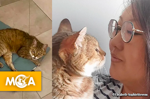 Le miracle de Gironde : Rescapé des incendies, le chat Mozart retrouve sa maîtresse 17 ans après sa disparition !